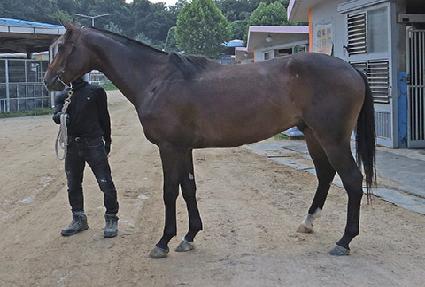 ���Ǿ�ŷ ����