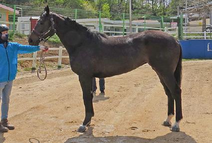 ��Į�������� ����