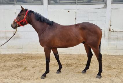 �ݾ����Ǵ�Ƽ ����