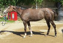 ���� (DOLBAE) ����