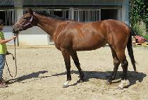 GLOBAL PRIME picture