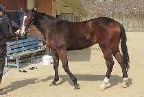 ��ƶ��� (SOARA DAERO) ����