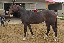 ����ȣ���� (NAMSAN HORANGI) ����