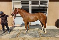 ����Ǯ���� (WONDERFUL CHARMER) ����