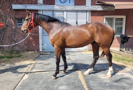 ���ʽ�Ÿ ����