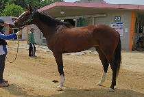 õ���Ǻ� (CHEONJIUI BIT) ����