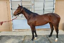 ž��Ÿ (TAP STAR) ����