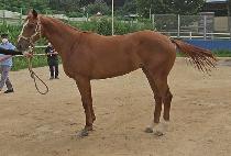 ���̾��Ŀ�Ĺ (DIA POWERCAT) ����