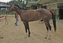 �ʿ����� (CHOWONUI HIM) ����