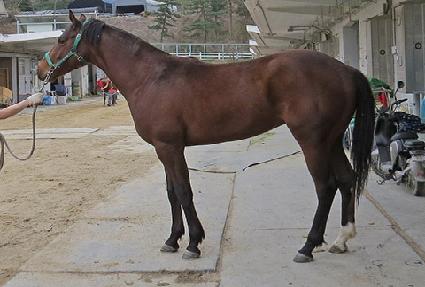 ������� ����