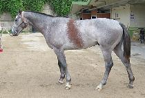 HWANGWOO GANGJA picture