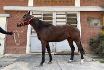 ��緹�̼� (GOLDEN RACER) ����