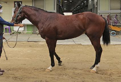 ���������� ����