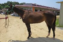 �ε�𼱻��� (INDIAN SUNSHINE) ����