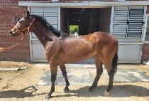 ����Ŀ� (GOLDEN POWER) ����