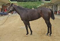 ������ī�� (MAGIC MOCCASIN) ����