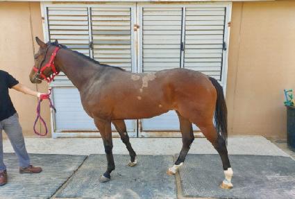 ����� ����