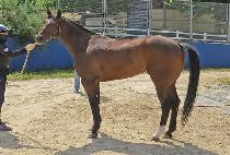 ũ��������Ÿ (CRAZY SANTA) ����