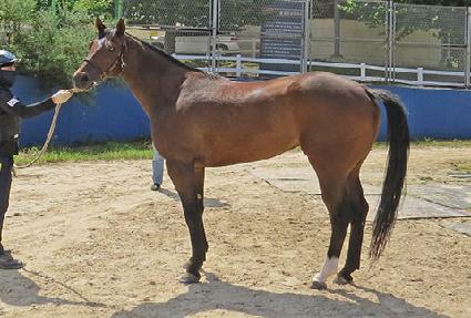 ũ��������Ÿ ����