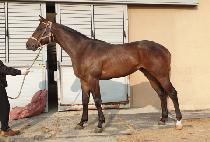 ��������� (DAEJI SPECIAL) ����