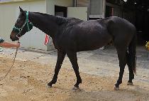 ����Ƽ������ (MIGHTY SUNSHINE) ����