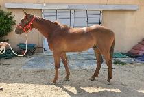 ���ν�Ÿ (DONGBU STAR) ����