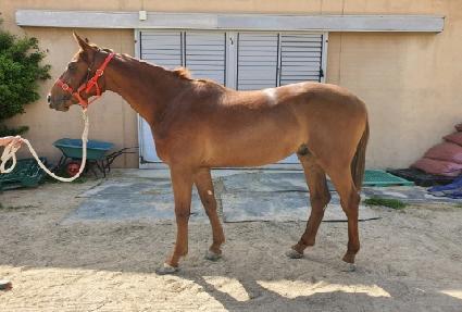 ���ν�Ÿ ����