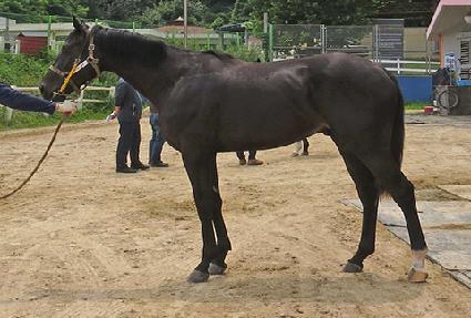 ����Ʈ��ī ����