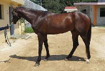 ����Ƽ�� (MIGHTY GOOD) ����