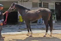 �������� (NONGBON FIGHTER) ����