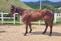 �Ƶ��λ縮�� (ADELE ROSARIO) ����