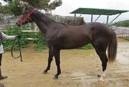 �Ƹ���ŷ ����