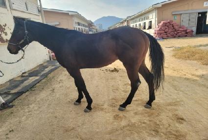 ����è�Ǿ� ����