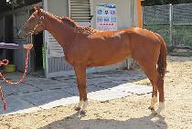 ��������̵� (TOKYO BLADE) ����