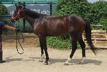 �������̵� (HERA BLADE) ����