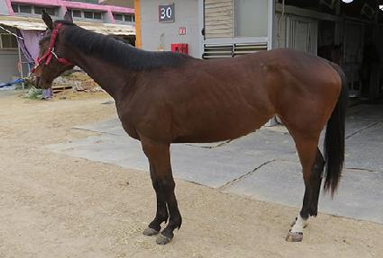 ���������̵� ����