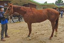 ��� (UDDUG) ����