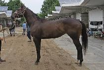 ����Ǯ��ǻƼ (WONDERFUL DEPUTY) ����