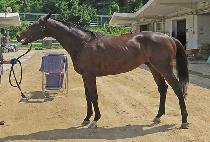 �������İ� (JEONGMUN PAPAGO) ����