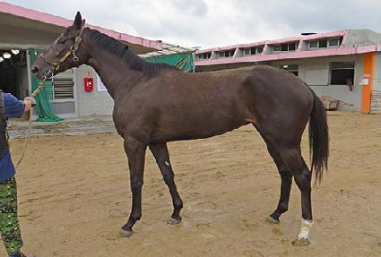 ����Ʈ���� ����