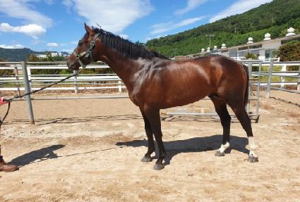 �Ϻ�Ʈ���� ����