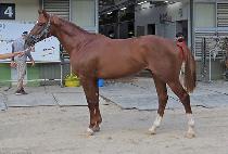 Ÿ��ź�轺 (TITAN SOCKS) ����