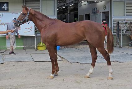 Ÿ��ź�轺 ����