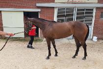 �����Ǹ��� (YEONGGWANGUI MAGIC) ����