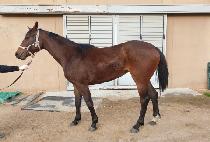 ����� (NEW RUBY) ����