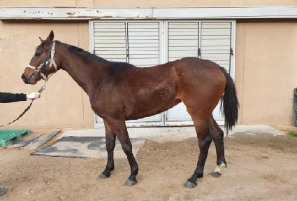 ����� ����