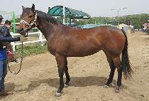 �����Ʈ���� (BRIGHT HAPPY) ����