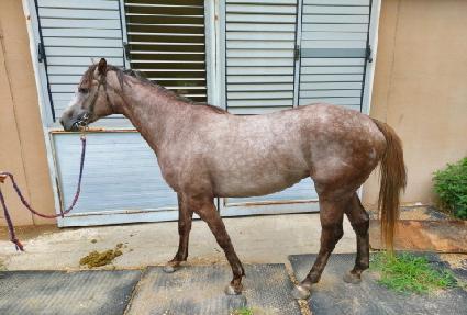 �ָ����� ����