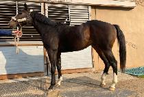 ������ (LET��S GO) ����