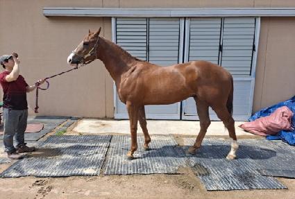 �ǿ�����̾� ����